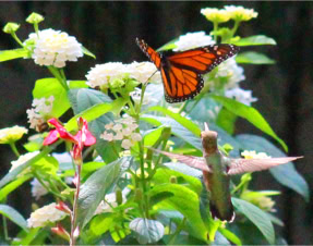 Monarch & Hummingbird