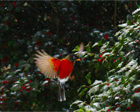 Winter Robin in Flight