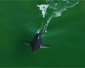 Great White Shark from a Helicopter