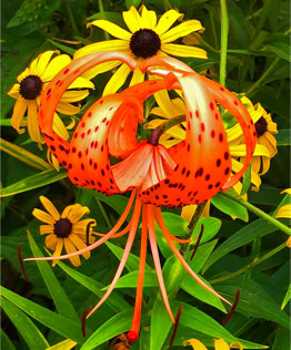 God's Bouquet
