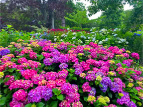 Hydrangeas at Heritage