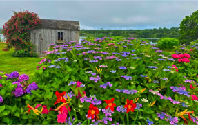 Mill Road, Falmouth- Garden