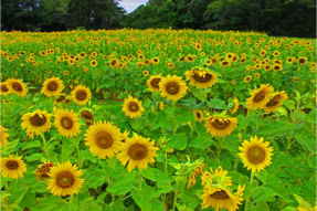 Sunflowers