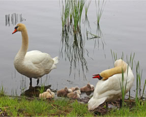 Swan Family
