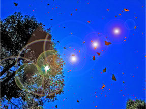 Monarchs of Michoacan